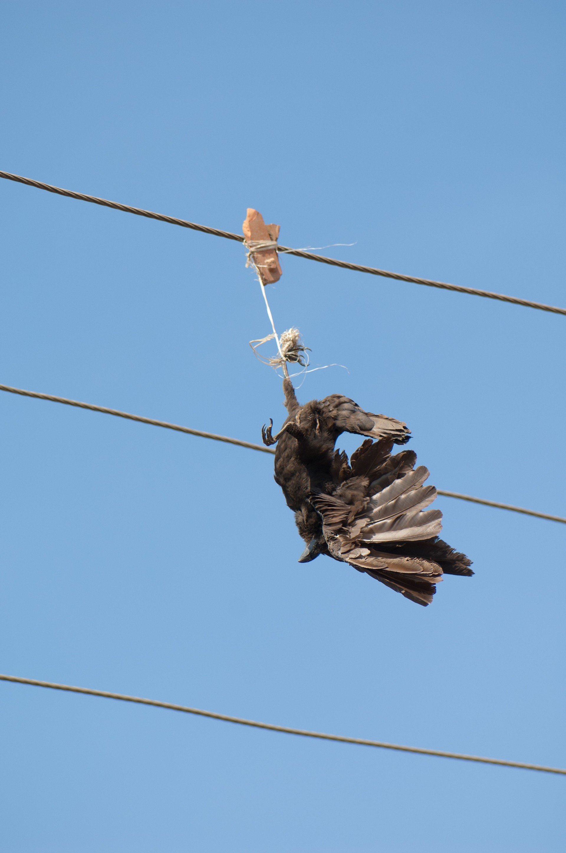 Large-billed crow killed and hanging from a electricity cable.